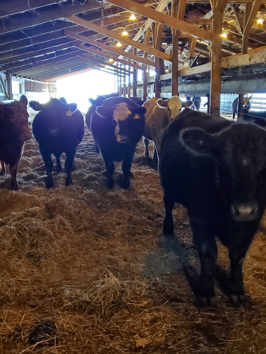 Phillips Cattle Co tweet media