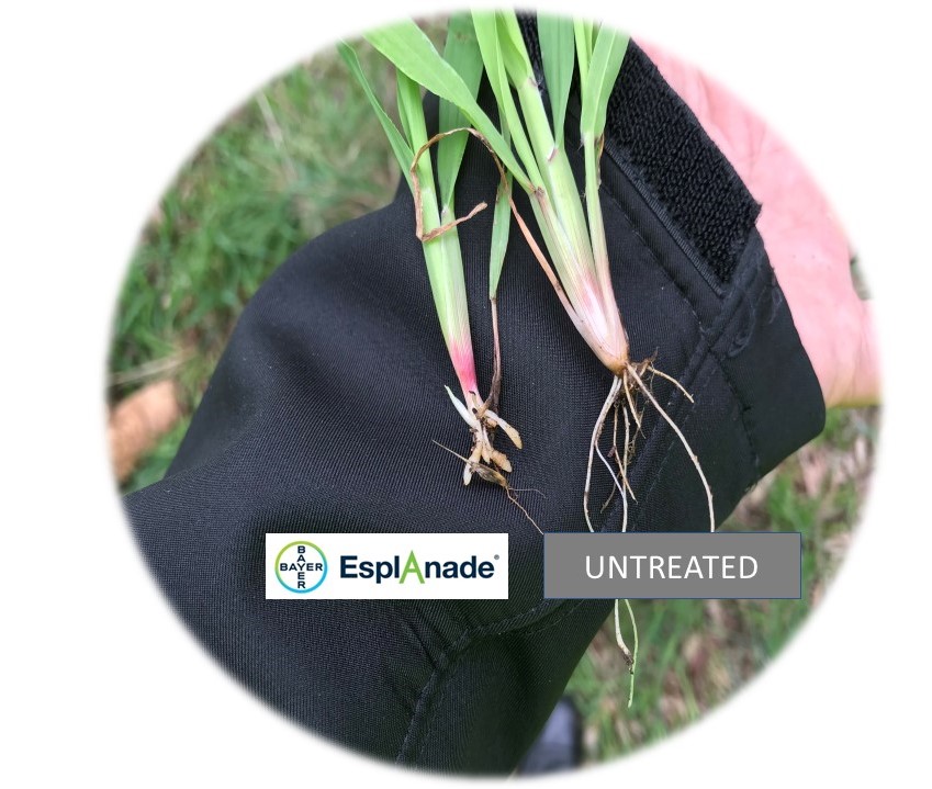 EnvuVMRuralANZ's tweet photo. Did you know that #Esplanade #Indaziflam  is an inhibitor of cellulose biosynthesis, targeting the growth tip of roots?
 https://t.co/M3YzpcXvjC 
#ivm #uvm #targetzone #vegetationmanagement #herbicide #weeds #rail #council #roads https://t.co/pFi0kQ5v3a