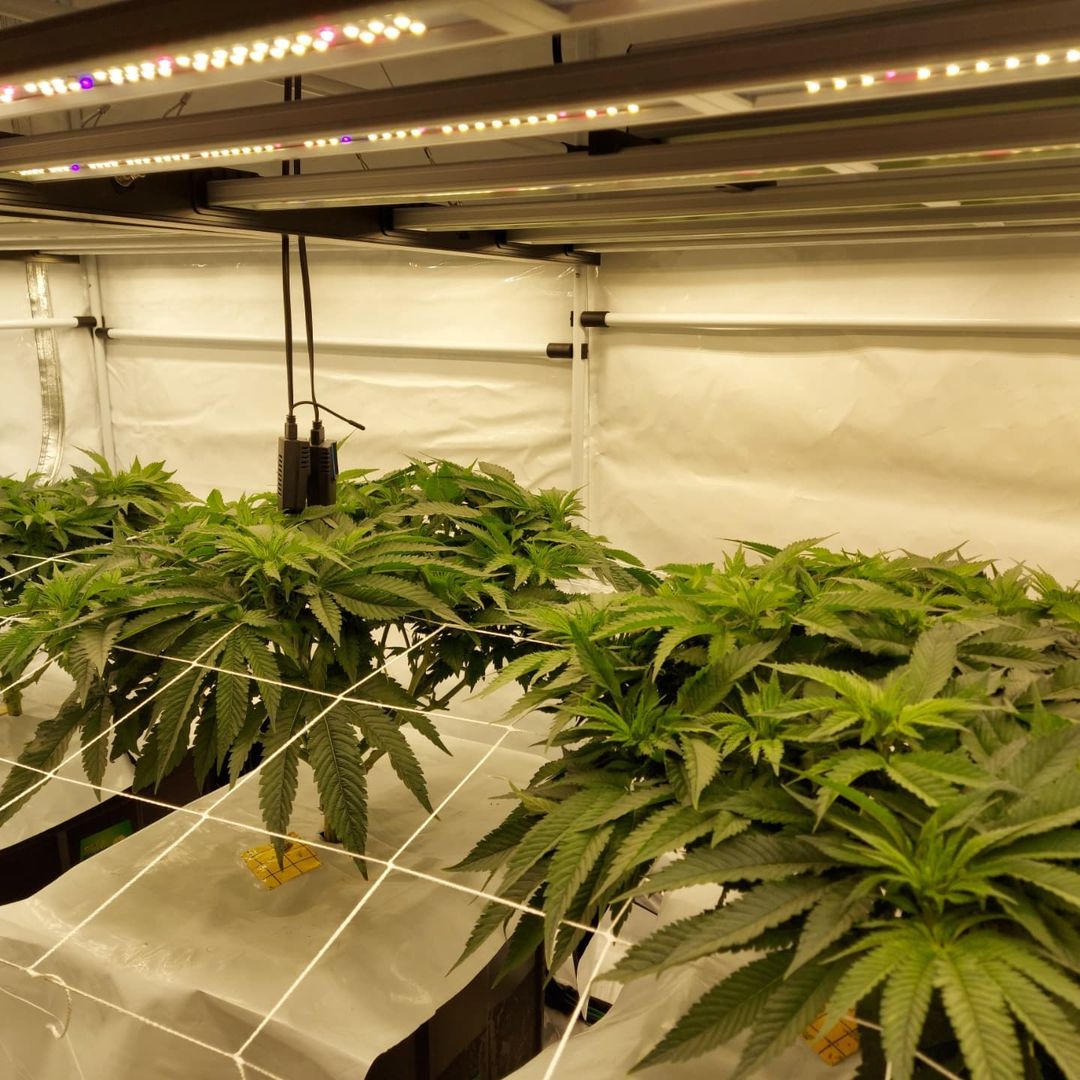 GeeklightC's tweet photo. Love to see the green under Geekbeast Pro
https://t.co/g6e0iXGpR8
#geeklight #GeekBeast #geekbeastpro #geekbeast630 #ledgrow #ledgrown #ledgrowlights #ledgrowlight https://t.co/I3wOlkU7yC