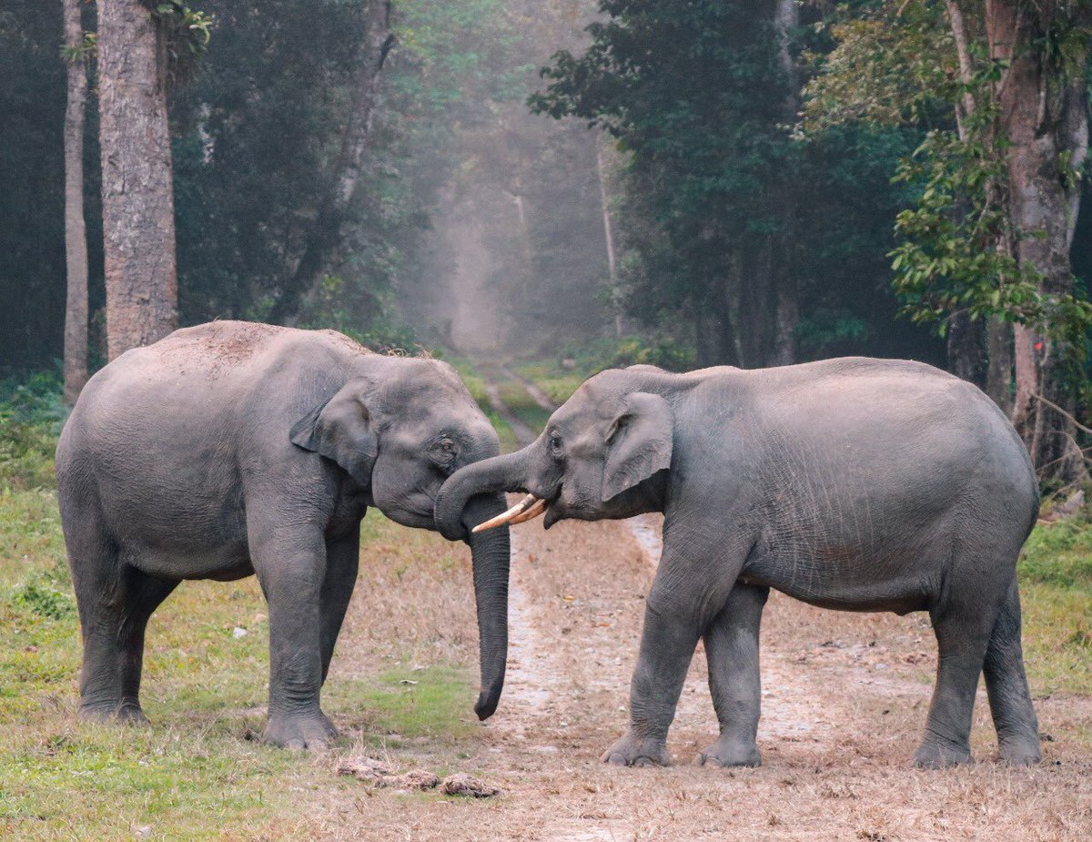 Chal Mere Bhai…
#MorningFromTheWild