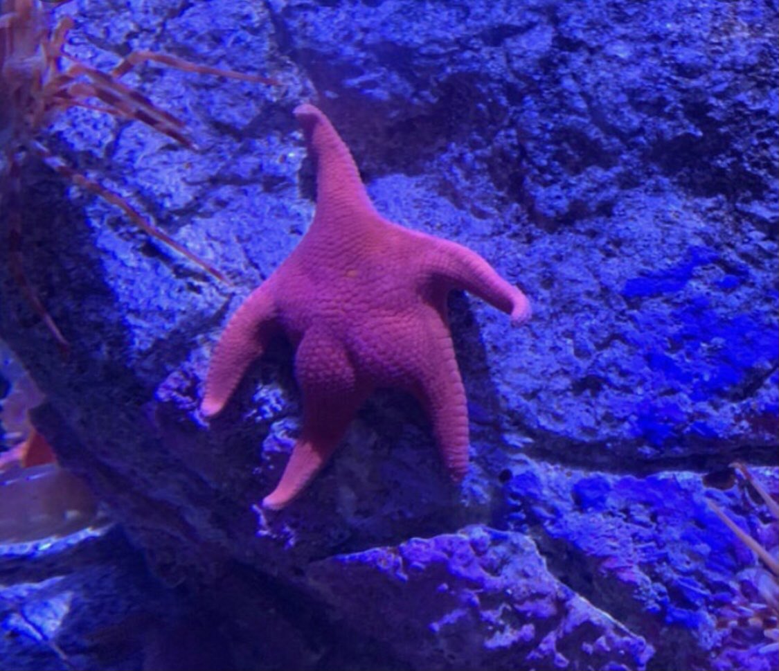 jleianna's tweet photo. Me 🤝 Patrick Star https://t.co/Ur2aeHWYsJ
