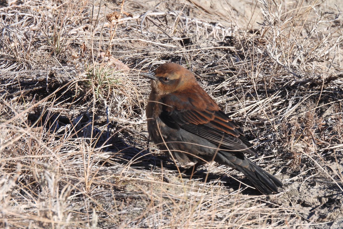 My 8 year old and I went hiking in Horseshoe Canyon today and we were beyond excited to find a pair of Rusty Blackbirds (only one stuck around for photos). #albertabirds #abbirds