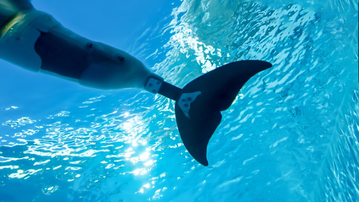 CMAquarium's tweet image. With heavy hearts, CMA announced tonight that Winter the Dolphin died at approximately 8 p.m. as animal care experts from around the country worked to treat her gastrointestinal abnormality. The CMA family is devastated. 
 
Read more: bit.ly/3BZfcUd