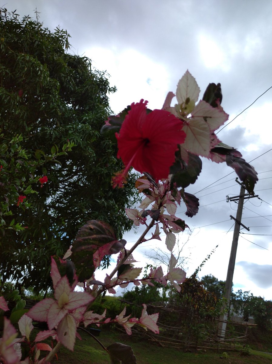 MsNavuru tweet picture