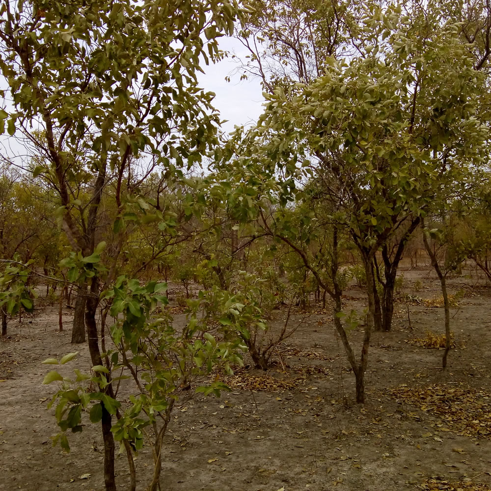Ecosystem-based Adaptation (EbA) practices are nature-based solutions which aim to ensure that communities can cope with the adverse effects of #climatechange.

📚 This brief looks at EbA practices thru' the Lens of Community Preferences in The #Gambia

🔗 bit.ly/3phBHRr