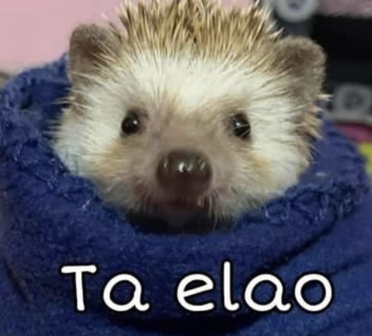 El Guarromántico tweet media
