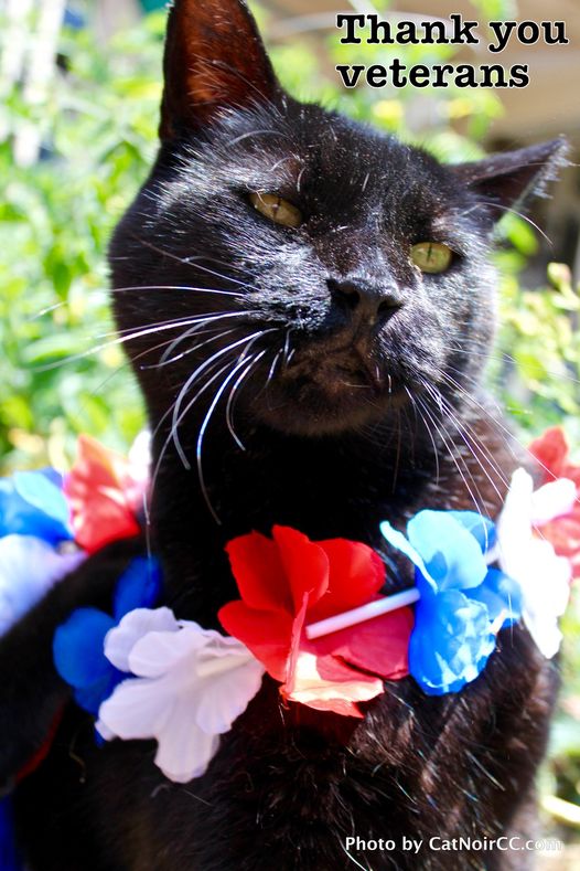CatNoirCC's tweet photo. Those who live in freedom will always be grateful to those who helped preserve it.
#EveryColorDeservesAForeverHome
#VeteransDay #Catheads https://t.co/e9paP6Bd5J