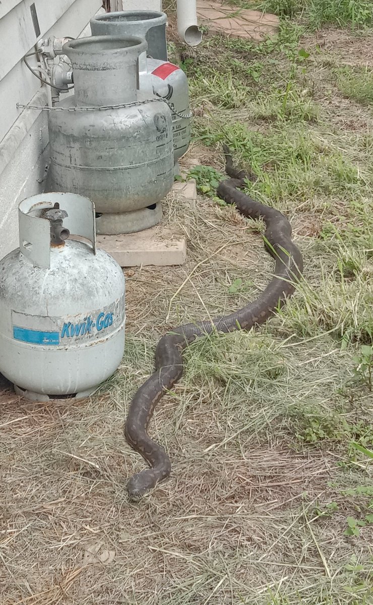 Solid #CarpetPython here 😁

#snake #Brisbane #bne #australia #carpetsnake #carpetpython #reptiles #spring2021 #python #moreliaspilota