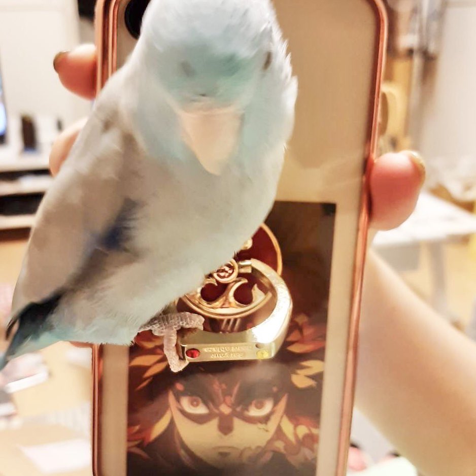 maiblog0925's tweet photo. こんにちは！
煉獄さんが好きすぎてスマホリング買ってしまいました🔥

新しいスマホに威嚇してたふーたろーもリングを見ると飛んできます笑

飼い主だけでなくふーたろーも虜にする煉獄さん尊敬に値する✨

写真めっちゃブレてる😂

#鬼滅 #煉獄さん #マメルリハ https://t.co/Ro29AMY2Lr