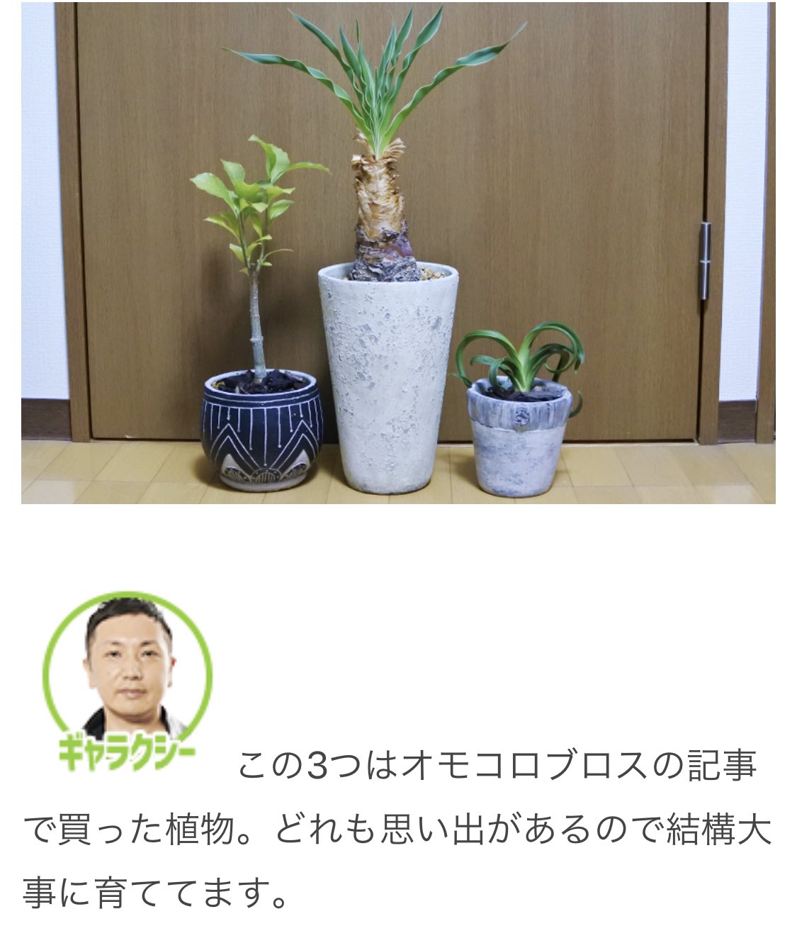 かまど それぞれ好みが違ってて面白い 観葉植物好きな奴らが推し植物を見せ合う オモコロブロス T Co Pi5jhxpkda T Co Qvmgn2muaa Twitter