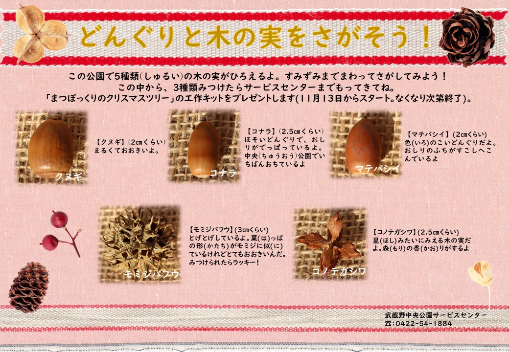 都立武蔵野中央公園 どんぐりと木の実をさがそう を開催 この公園では5種類の木の実がひろえるよ 3種類みつけてサービスセンターにもってきた方に 11月13日から まつぼっくりのクリスマスツリー の工作キットをプレゼントします 武蔵野中央
