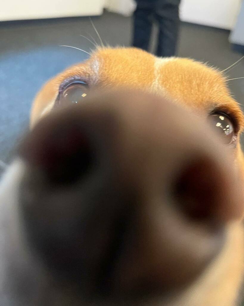 dogsofoutreach's tweet photo. Is it the weekend yet? - Wes https://t.co/o34kA9EFh3 https://t.co/JNhcmkPGD6