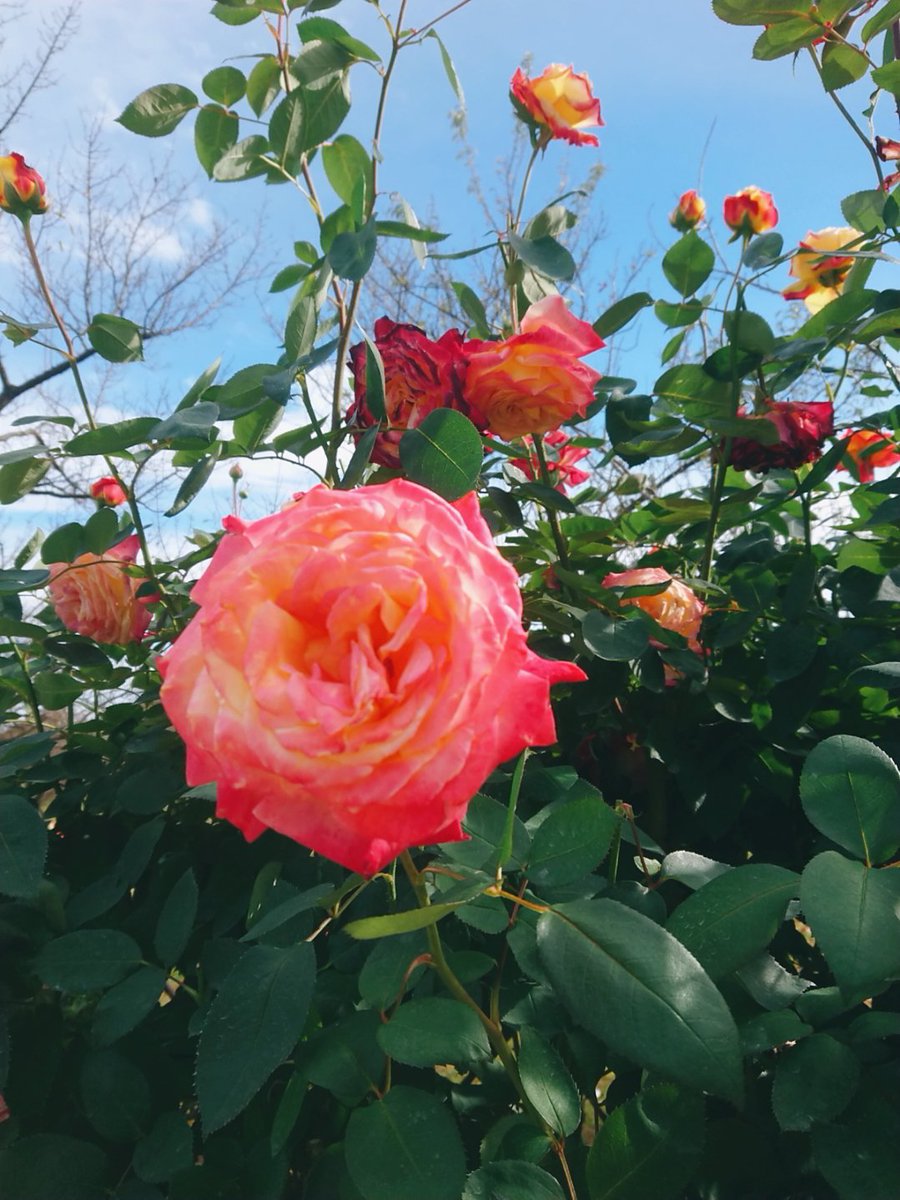 Allmina_rosso's tweet photo. #candycamera #candycam https://t.co/PJFBr68GsS