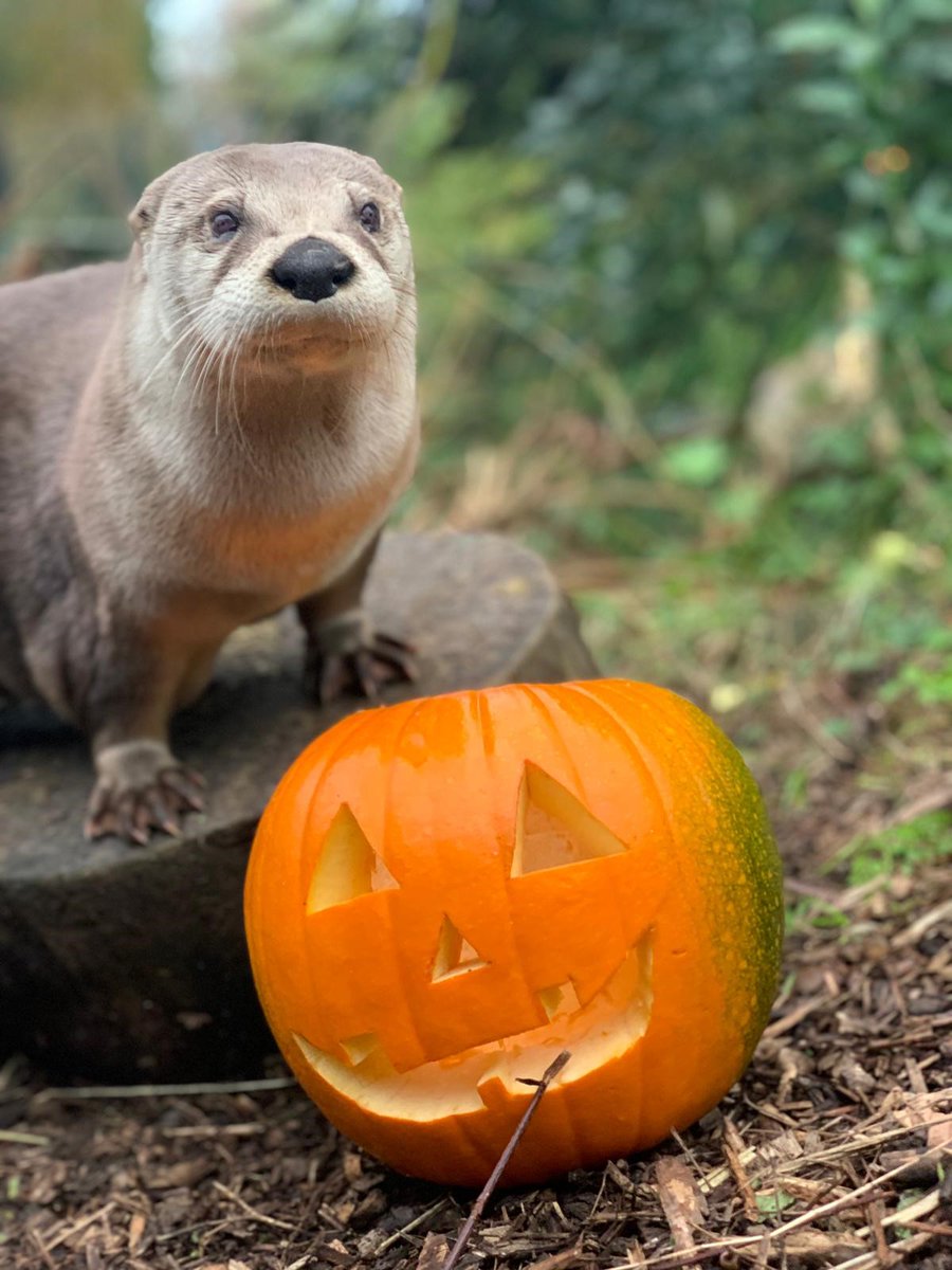 WWTSlimbridge's tweet image. Happy #Halloween 🎃🐾🐭

Haha the otter and our harvest mice have been getting in the spirit ♥️

📸 Nicola Cooke &amp;amp; Vicky Henderson

#NationalMammalWeek