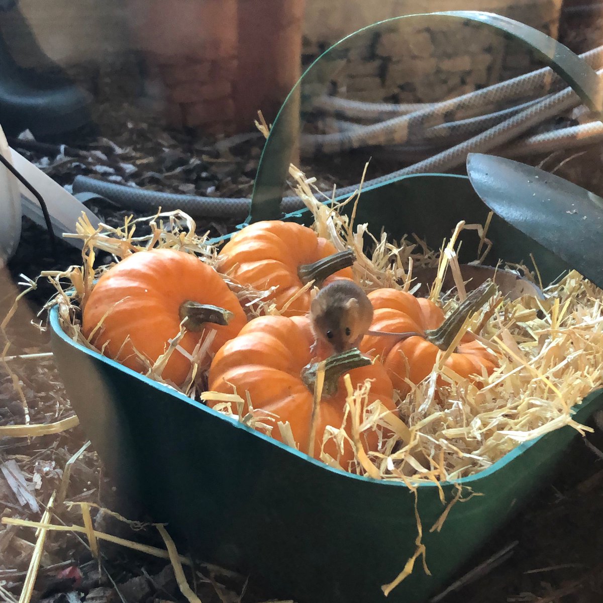 WWTSlimbridge's tweet image. Happy #Halloween 🎃🐾🐭

Haha the otter and our harvest mice have been getting in the spirit ♥️

📸 Nicola Cooke &amp;amp; Vicky Henderson

#NationalMammalWeek
