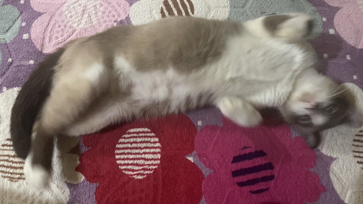 faradeeanna's tweet photo. Shparkle🐢 and Monggol🐈 https://t.co/WJpIrMqKT3