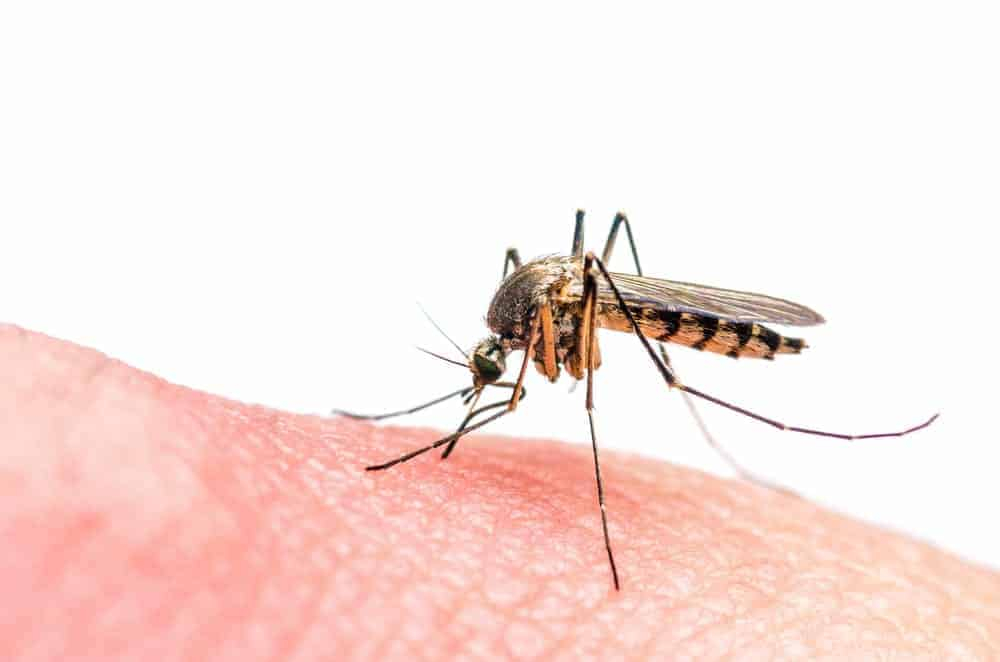 OutdoorHackerr's tweet photo. How Long Do Mosquito Bites Last? https://t.co/joL5y4p3CM | #homemaintenance #insectrepellent #livestockdiseases #mosquitobite #mosquitokiller #outdoorskills https://t.co/IRAM3hBVGv