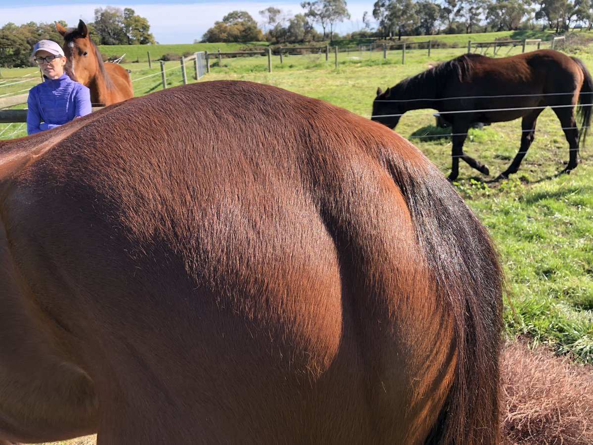 Jimmy is almost ready to head down to Adam Trinder for the Masters touch, purchased from SA, in poor condition 8 weeks ago, before and after shots, some old skills came in handy!!