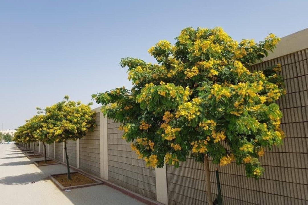 شجرتين مزهرة وناجحة في بيئة #المدينة_المنورة 

•شجرة كاسيا جلوكا وأزهارها الصفراء
•شجرة كف مريم وأزهارها البنفسجية
