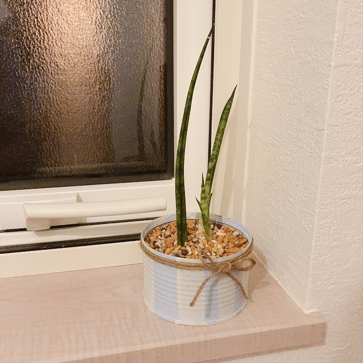 Top Tweets For サンスベリア Twstalker