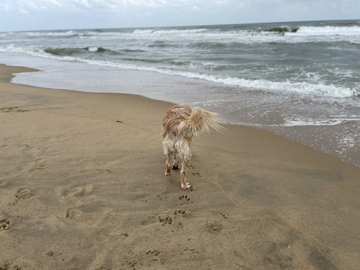 MaiSelph's tweet photo. To the beach we go #leo #petvacation https://t.co/DcYN3idtSr