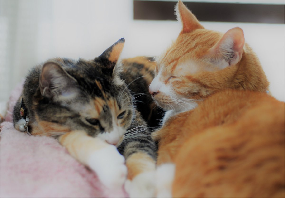 仲いいね、、、
君たち、、、

癒されるぜ、、、

＃猫バカ