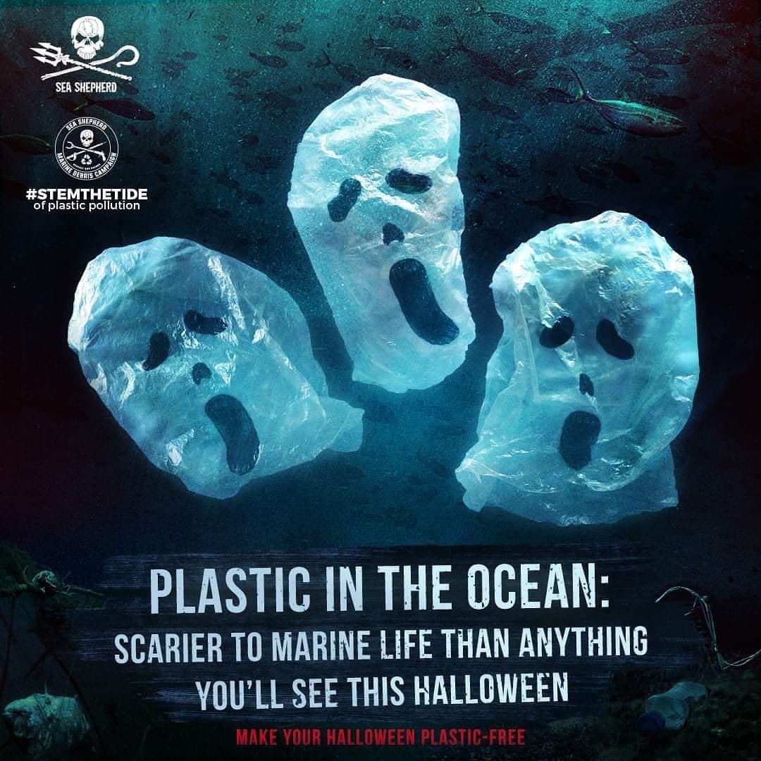 SeaShepherdBris's tweet photo. 👻 Ghostly Greetings 👻 
⠀⠀⠀⠀⠀⠀⠀⠀⠀
Remember to be mindful of plastics and disposable products this Halloween! Choose reusable so our marine life don’t get a fright this weekend 🎃
⠀⠀⠀⠀⠀⠀⠀⠀⠀
#Halloween
#ForTheOcean
#StemTheTide https://t.co/7K2IpDPI3D