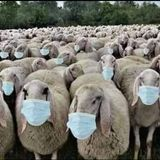 DrLeoRebello's tweet photo. @narendramodi followers all. I refuse to wear the mask, I refuse to take vaccines, I refuse to maintain social distancing - all beautiful women friends are welcome to hug me in solidarity. Final Reminder to @PMOIndia #LiftLockdown now or resign. https://t.co/jgi070FXYs