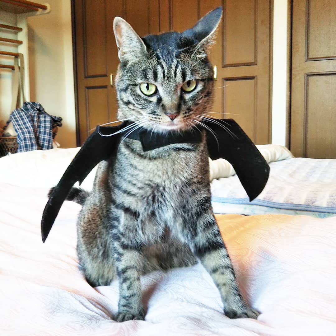 izu0317's tweet photo. なかなか大変でしたが仮装してみました。
#halloween2021 #ハロウィンにゃんこまつり #ハロウィンにゃんこ祭り https://t.co/6laByK25mo