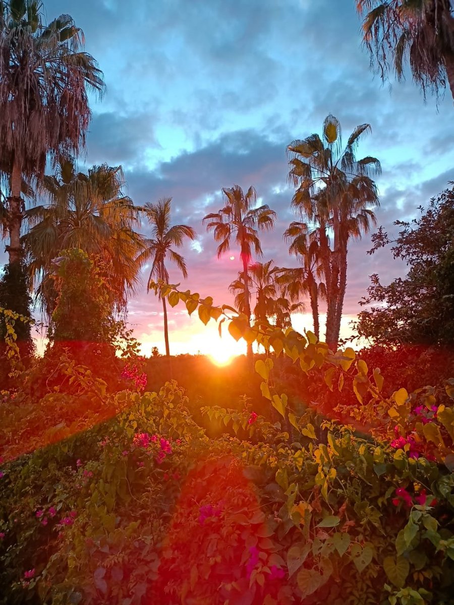 arizontiveros's tweet photo. Aléjate, entiende que nunca se florece con alguien que solo te riega por temporadas. 

#flor #sunset #sun #sky #lapazmx 
#Mexico https://t.co/6SOmxgCo10