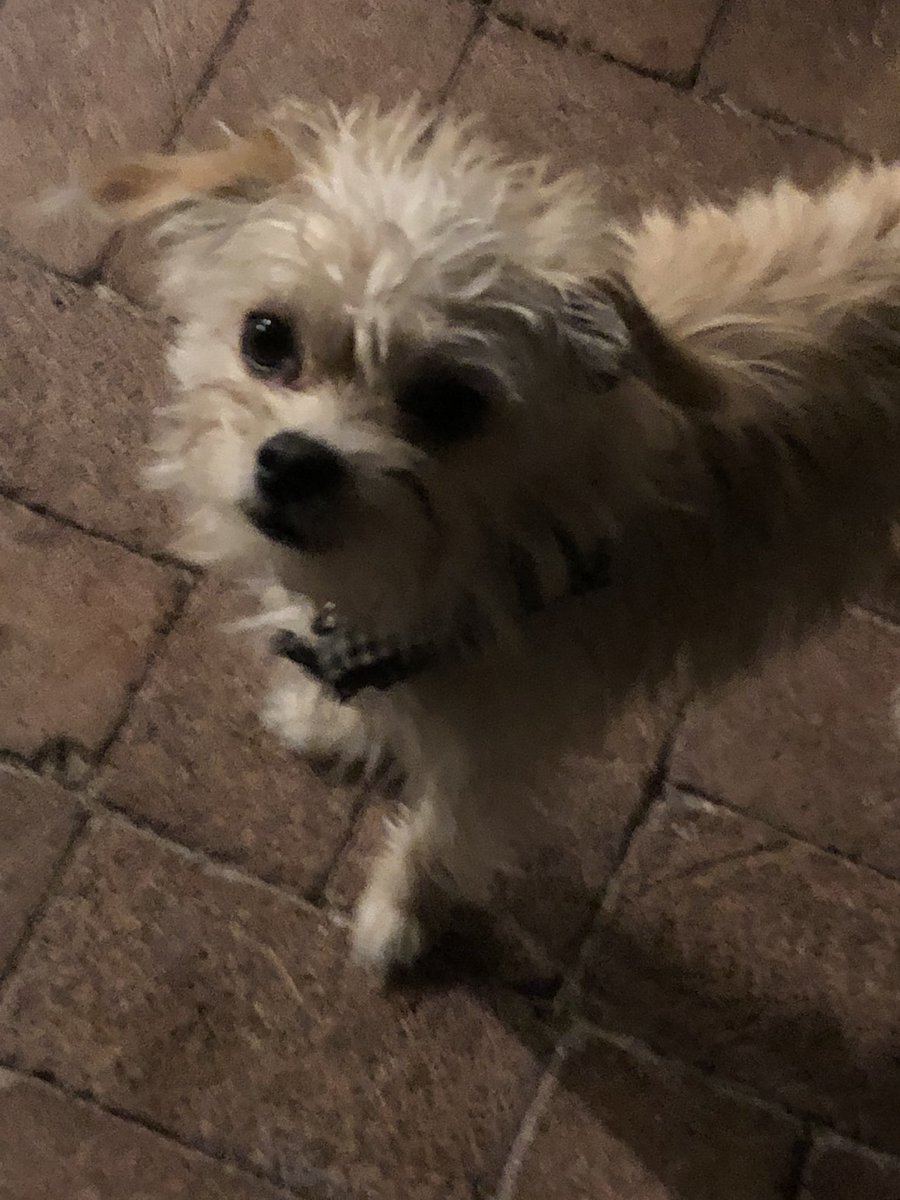 sundevilemily's tweet photo. I can’t believe that this little guy is going to be turning one years old tomorrow #halloween #lilclemson #asupets #sundevildog #azpets #chipoodle #DogLife #puppylife https://t.co/fSolp3TwJD
