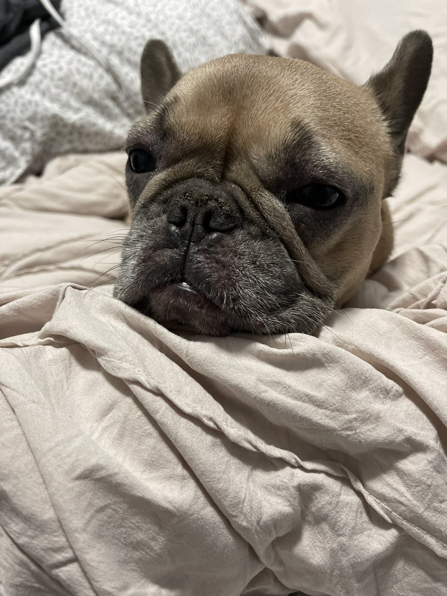 klagmaychau's tweet photo. Snuggles with this gal are priceless https://t.co/26xy76ei7m