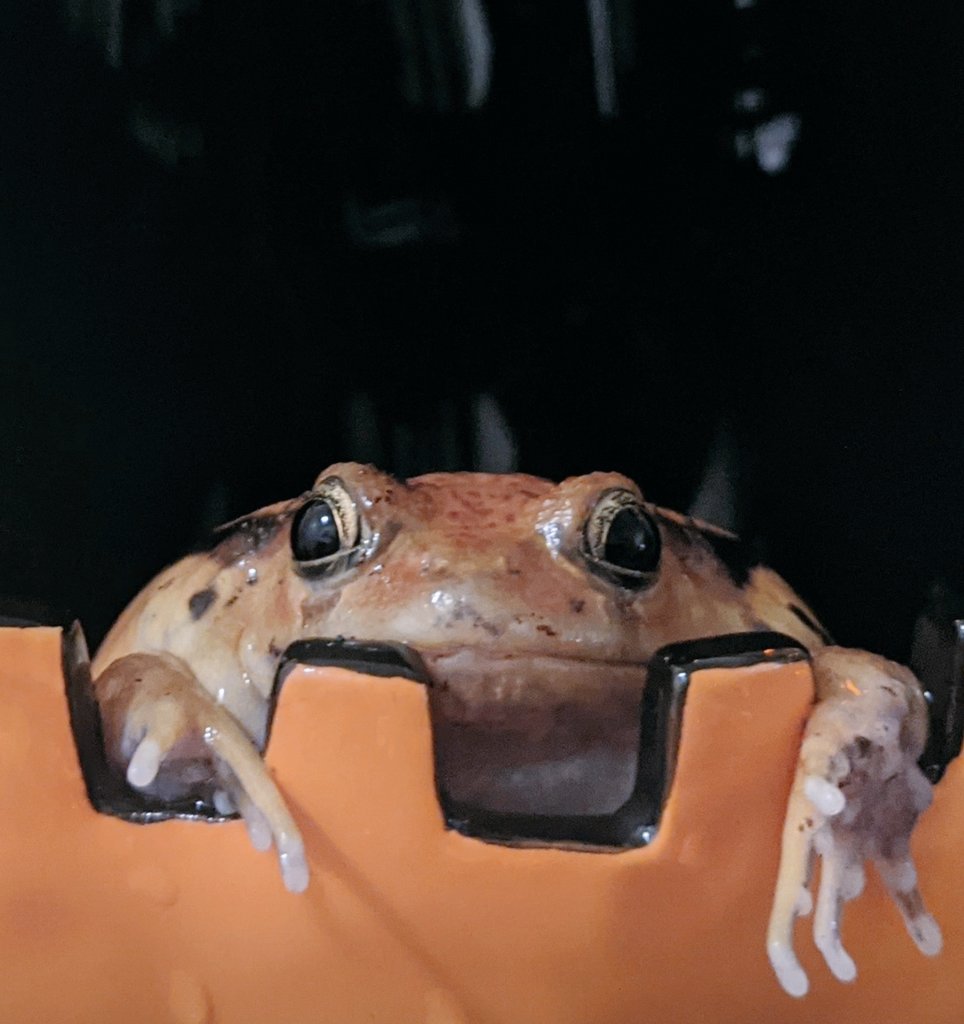 Have a Happy Halloween!! 🎃🐸