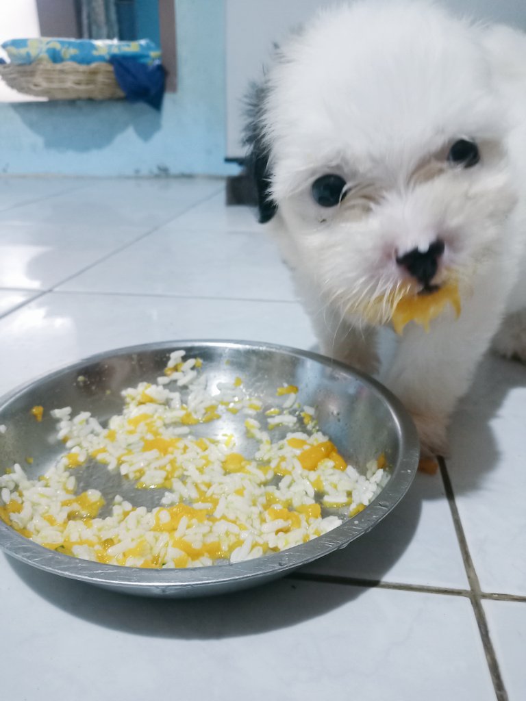 Rogue_Tan's tweet photo. Hi there 👋 let's eat lunch wooff wooff🐶🐶
#mylittlefurbaby
#cutenessoverload https://t.co/1TiCVXiSii