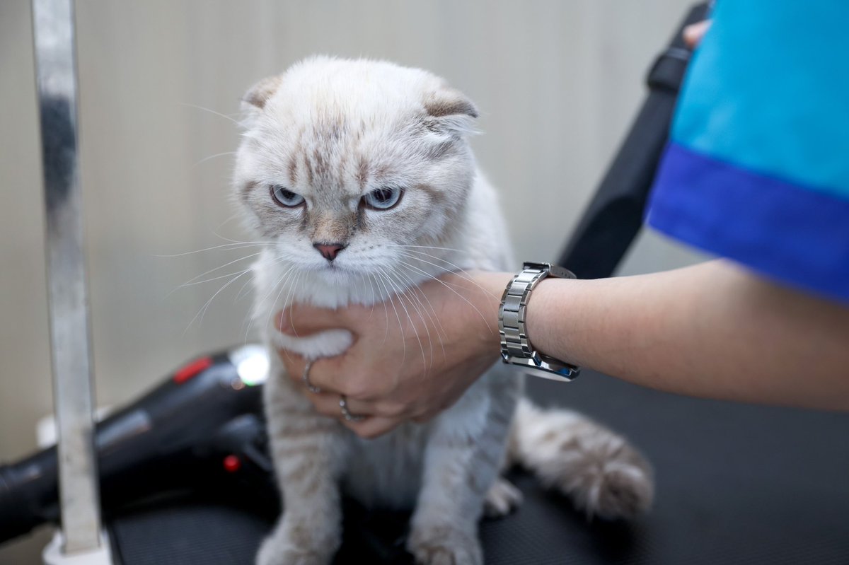 FelinaCaninoTH's tweet photo. ไหนคนคนไหนว่าอาซาร์อ้วน 👀 (มองแรง) จริงๆผมหุ่นดีนะคับ ขนแค่ฟูไปนิดเดียวเอง #อาซาร์แมวเซา -Hazard is a cat- https://t.co/dgJYq7cFCJ