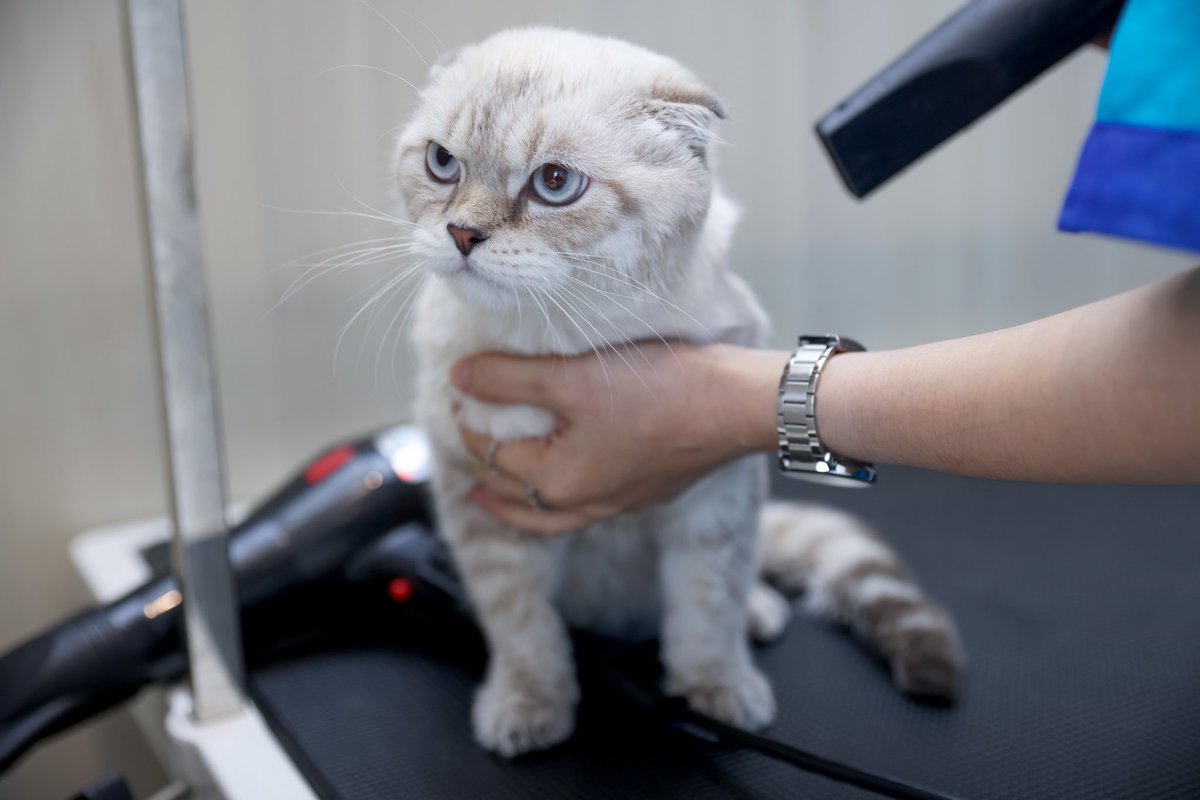 FelinaCaninoTH's tweet photo. ไหนคนคนไหนว่าอาซาร์อ้วน 👀 (มองแรง) จริงๆผมหุ่นดีนะคับ ขนแค่ฟูไปนิดเดียวเอง #อาซาร์แมวเซา -Hazard is a cat- https://t.co/dgJYq7cFCJ