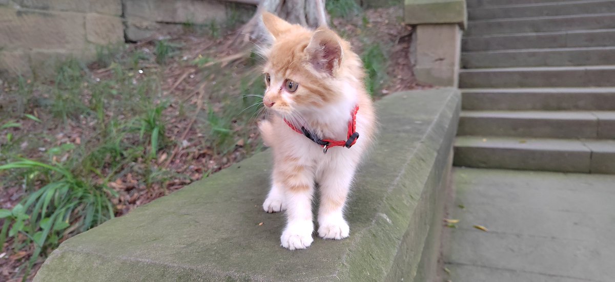 ChirsQinSAMA's tweet photo. Kitty！(^･ｪ･^) https://t.co/lmT4oa9jGn