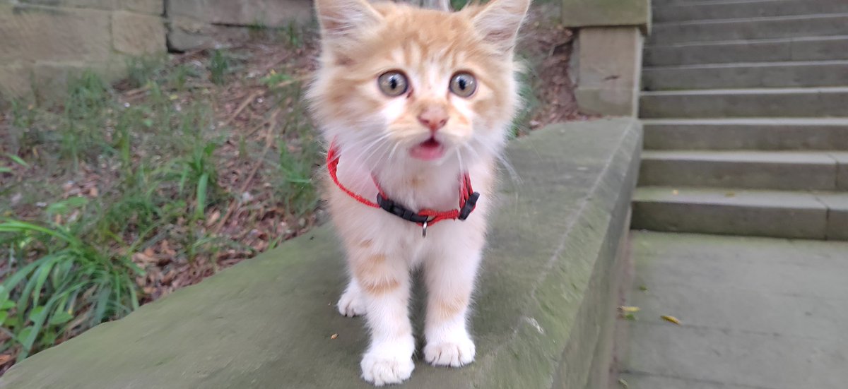 ChirsQinSAMA's tweet photo. Kitty！(^･ｪ･^) https://t.co/lmT4oa9jGn