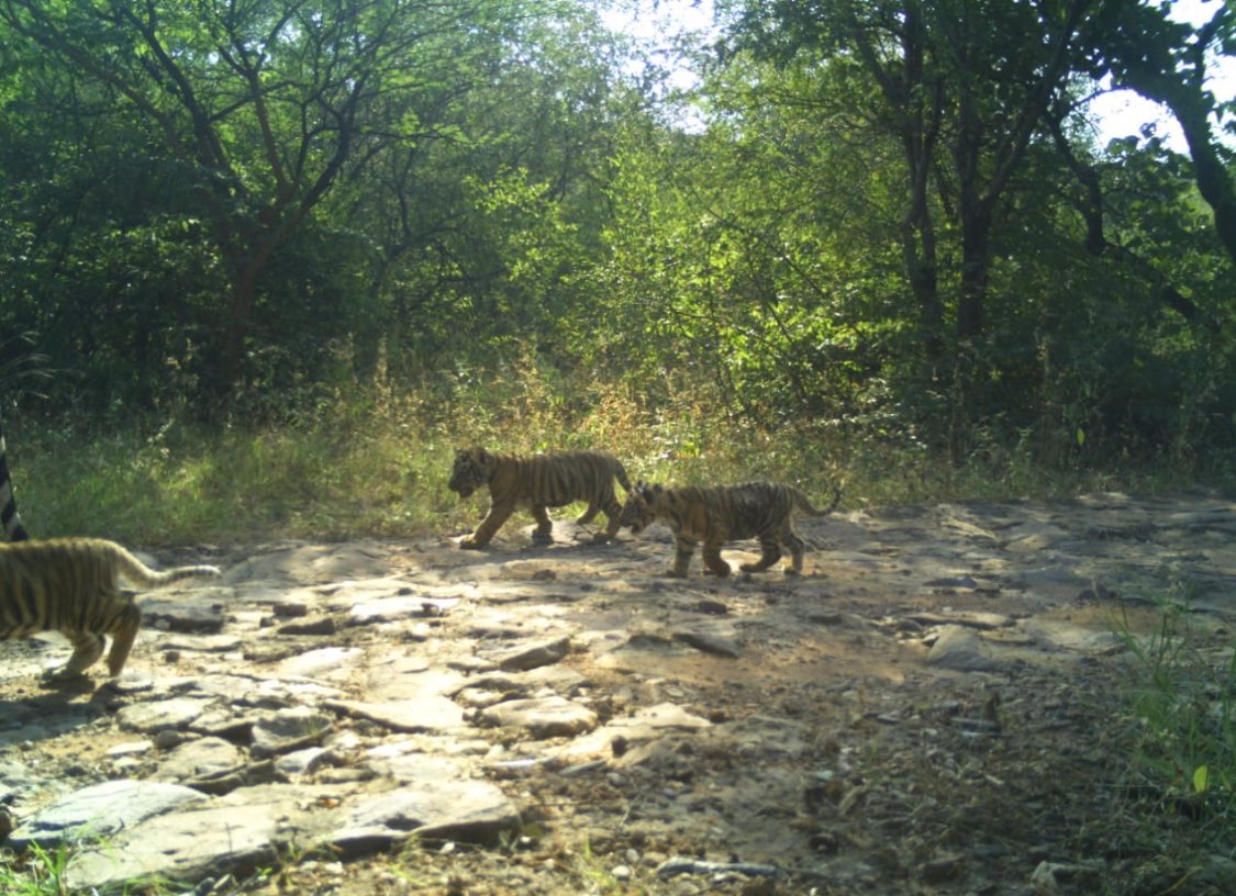 ashokgehlot51's tweet photo. It’s so good to see Tigress T 63 with 3 new cubs in Ranthambore! The tigress with cubs is a sight to behold! Always a nice feeling that wildlife is thriving in Rajasthan. https://t.co/I4tqlEauzt