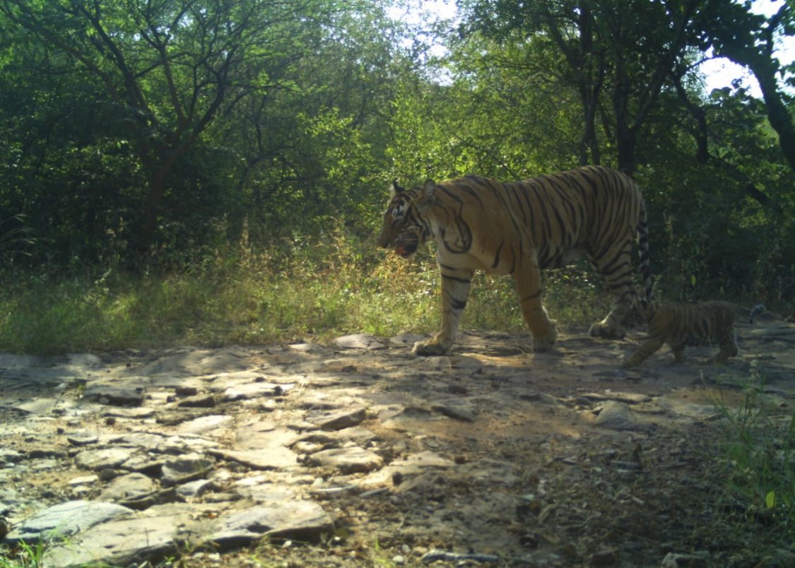 It’s so good to see Tigress T 63 with 3 new cubs in Ranthambore! The tigress with cubs is a sight to behold! Always a nice feeling that wildlife is thriving in Rajasthan.
