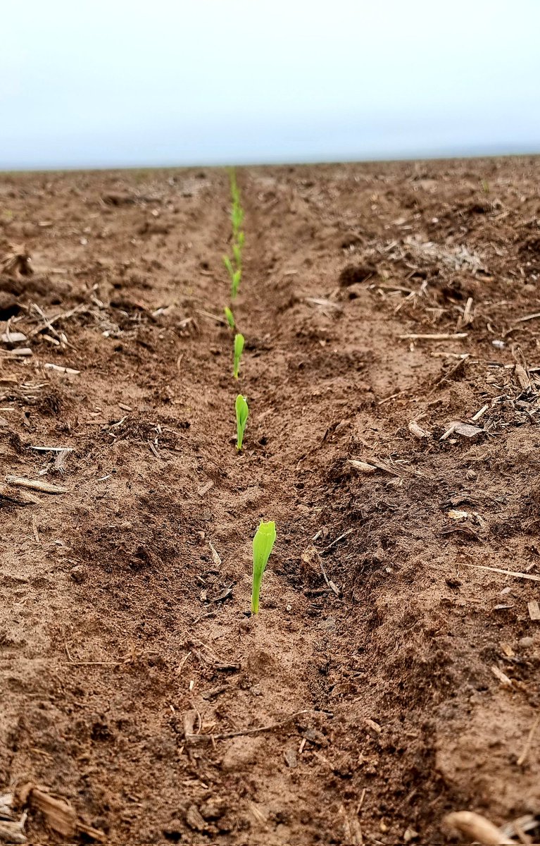 Danetidf's tweet photo. Corn also emerged nicely.🌽 https://t.co/yMNSLlJsHg