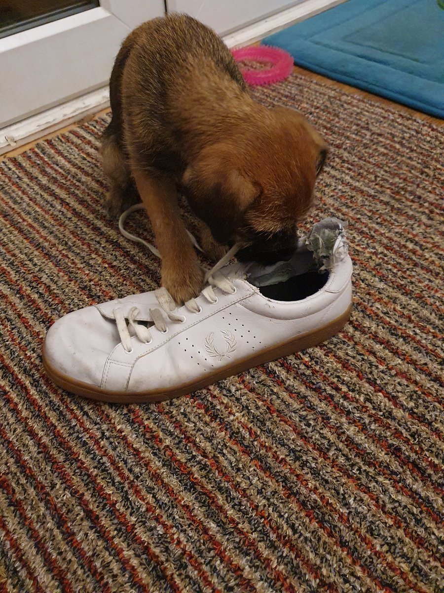 Bullseyeyed1's tweet image. Goes with the territory ! 🤔 #fredperry #moddog #puppy 🤦‍♂️