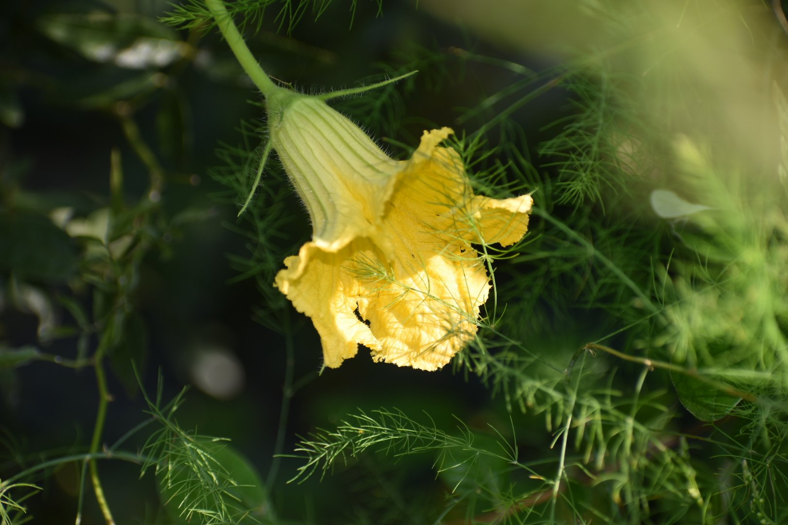 تويتر Akiri على تويتر かぼちゃの花が可愛い 野菜屑から育ちました 元気いっぱいです かぼちゃ 花言葉 小さな愛 真の友情 広い心 T Co G49rpgsqsy