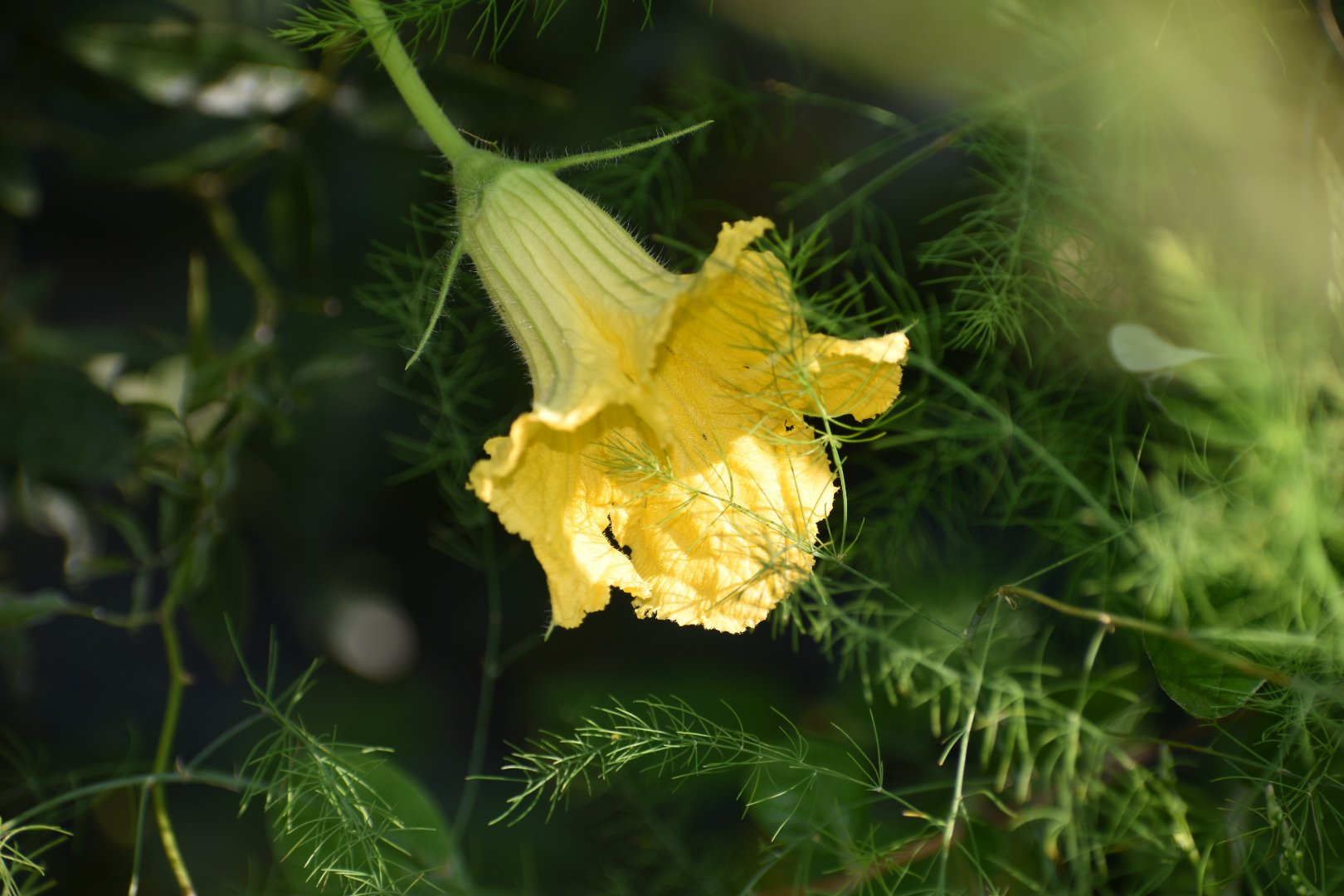 Akiri かぼちゃの花が可愛い 野菜屑から育ちました 元気いっぱいです かぼちゃ 花言葉 小さな愛 真の友情 広い心 T Co G49rpgsqsy Twitter