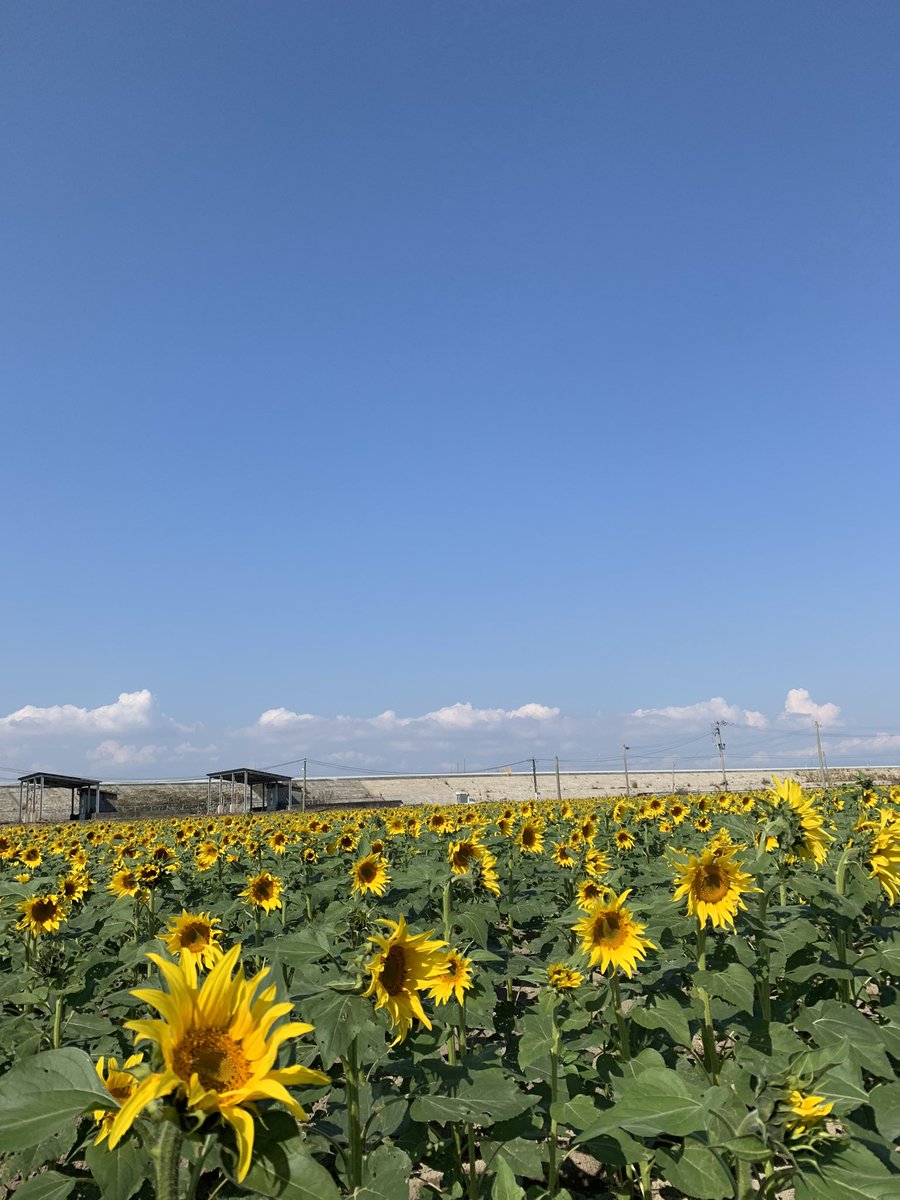 柳川ひまわり園 Twitter Search