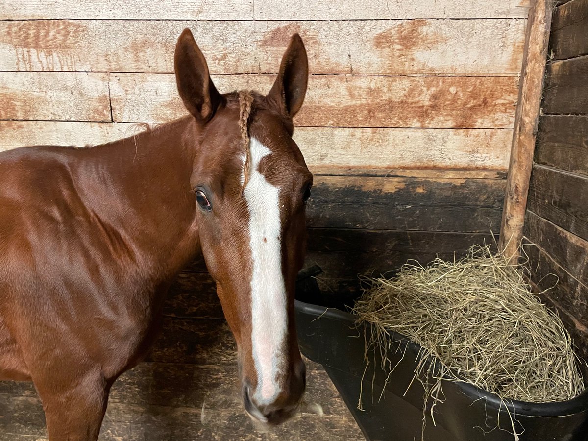 Hienot voimamiehet nappasivat mahtavan kolmoisvoiton pitkällä 4100m matkalla. <a href="/kvlravirata/">Kouvolan ravirata</a> 
🥇Dino🥈Reiska🥉Mikko. Quick Diablolle heinä maistuu upean suorituksen jälkeen. 🥳 #ravit