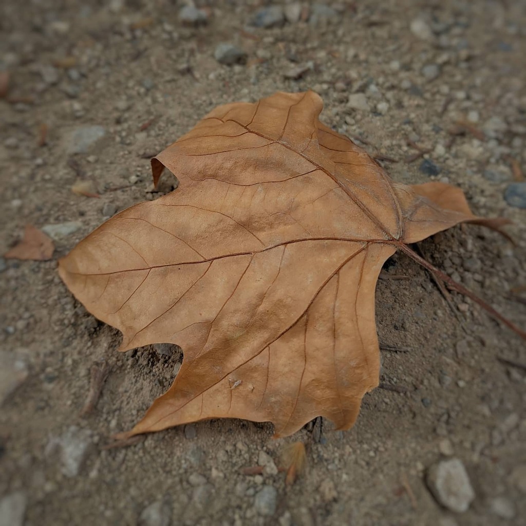 miguelhdr's tweet photo. 🍁

#shotonxiaomi #pocox3 #shotonpocox3 #mobilephotography #nature https://t.co/ZQzh4SNghK https://t.co/4b19EYiDhG
