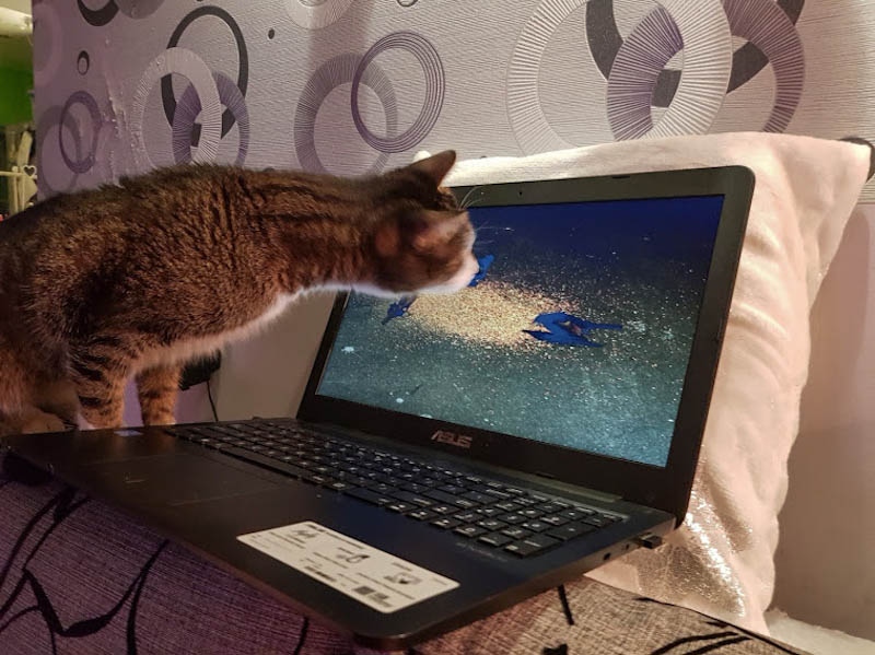 Koci_Blog's tweet image. Matka, co Ty masz tam na ekranie?? Da się to zjeść?? 😁😍 😹 😻 #kociamama #cutecats #kociakolyskapl #kociara #catslife #kociezycie #kociesprawy #dombezkotatogłupota