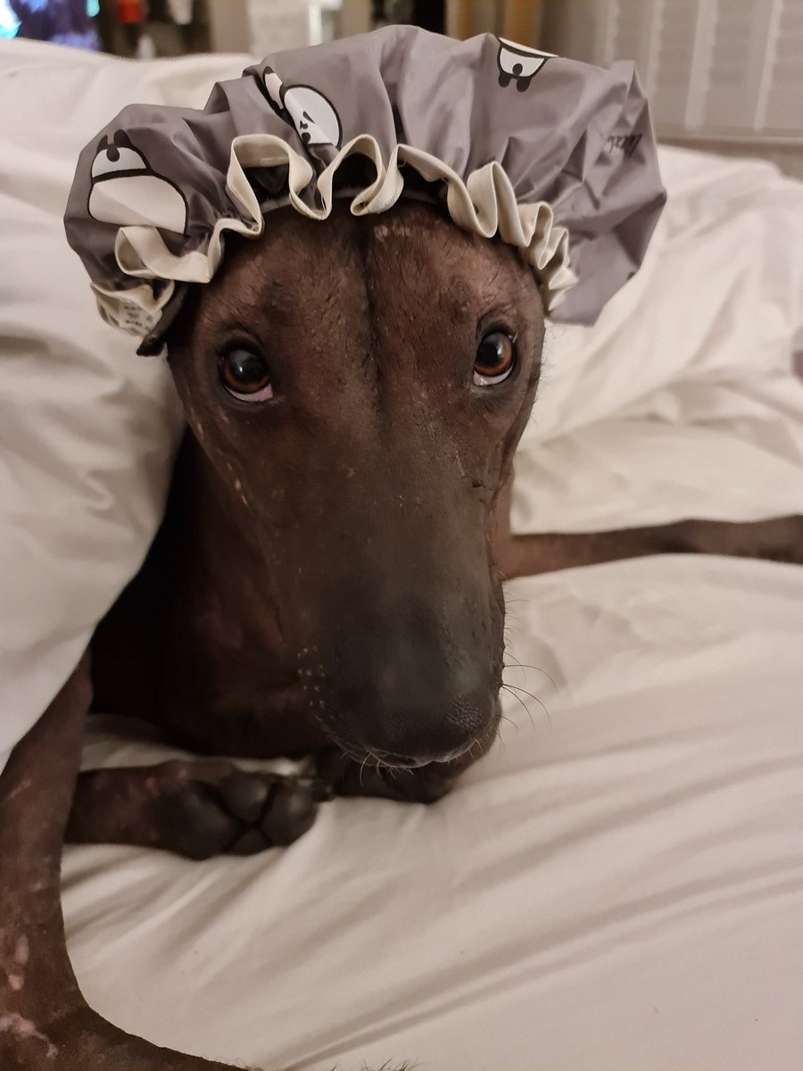 Sab_CohenHatton's tweet photo. I love Halloween, but please #SpookSafely - fancy dress costumes can be extremely flammable so keep away from the 🕯 🎃
On the plus side, Luther's costume is on point this year..."Oh Granny, what big eyes you have..." 🐺 Guess I'll be little red?! https://t.co/b6pBjeVG2Z