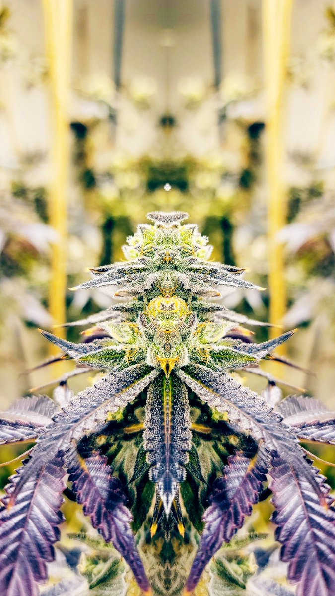 CannabisofMich's tweet photo. 👽 https://t.co/Z0lGFsdVtO